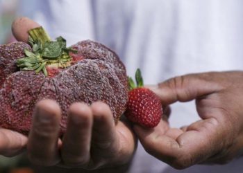 «Me subí al auto, me reí y canté»: Una fresa gigante ingresó al Récord Guinness