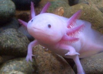 Hallan un pez rosado «con manos» en peligro de extinción