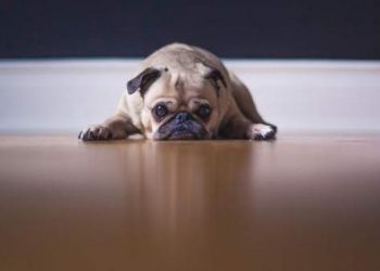 Arrestan a una mujer por arrojar a su perro de tres años desde un séptimo piso