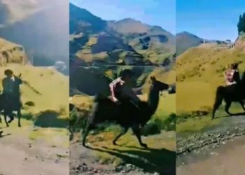 Niño que viaja en llama a su escuela se hace viral