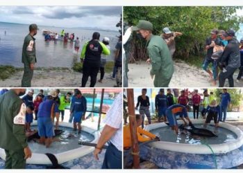 Un Delfín cabeza de melón fue rescatado en playa de Margarita