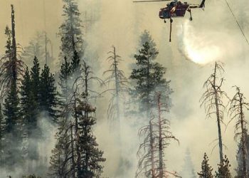 Los árboles más altos del mundo, en peligro por los incendios en California