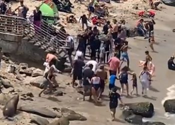 ¡A CORRER! Leones marinos ahuyentan a bañistas (+VIDEO)