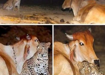 ¡ Y VIÓ ESTO! Un Leopardo se enamora de una Vaca (+FOTOS Y VIDEO)