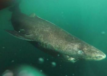 Encuentran por primera vez a un tiburón del Ártico en aguas cálidas de Belice