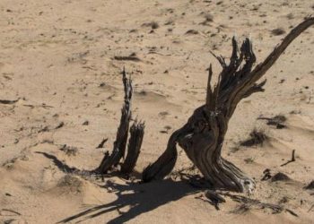 ¡Los abandonaron los “coyotes”! Rescatan en el desierto a dos bebés; uno tenía 4 meses