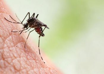 Nueva York confirmó dos casos del virus del Nilo occidental en su territorio