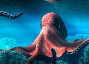 ¡IMPRESIONANTE! Vea al Pulpo Transparente (+VIDEO)