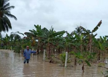 Fedeagro reportó afectaciones de cultivos por lluvias