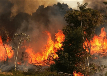 Amazonía brasileña sufre mayor foco de quemadas en un día