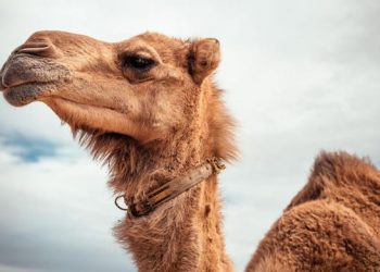 ESTÁN A PUNTO DE SUSPENDER EL MUNDIAL DE FUTBOL POR EL VIRUS DEL CAMELLO: Se han reportado casos en Qatar