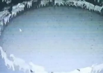 EN VIDEOS ¿Qué está pasando? ¿porque los animales están girando en círculo?