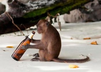 Mono ‘alcohólico’ es viral en las redes sociales: Roba licorerías en la India