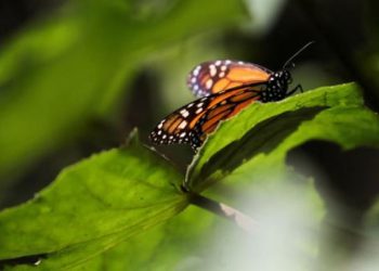 En México, mariposas Monarca inspiran esperanzas de que aumente su población