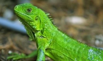 Una iguana se mete en una estación eléctrica y causa un apagón en Florida