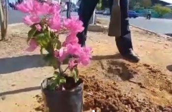 EN VIDEO: Conoce EL PASEO DE LAS FLORES al oeste de Maracaibo