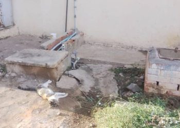 Envenenaron a una gran cantidad de gatos en la urbanización Raúl Leoni