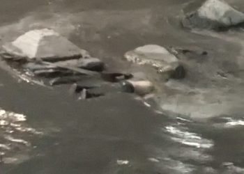 Localizan cadáver en el Rio Guaire