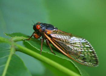 Las Cigarras invadirán Estados Unidos en Primavera